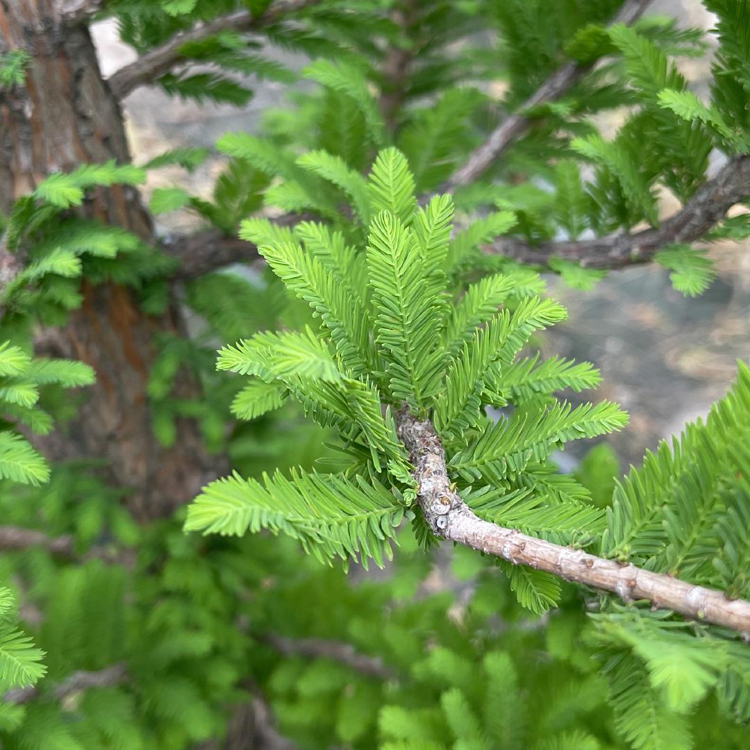 Taxodium Distichum 'peve Minaret' - View 34 from www redcrocus com