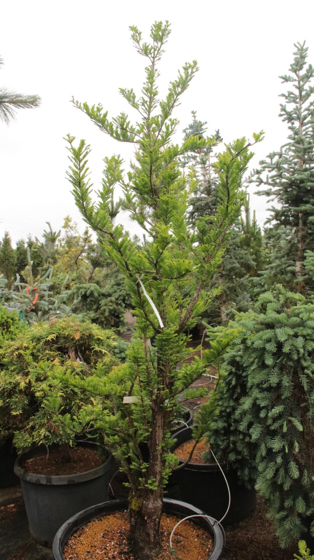 Taxodium Distichum 'peve Minaret' - View 3 from www redcrocus com