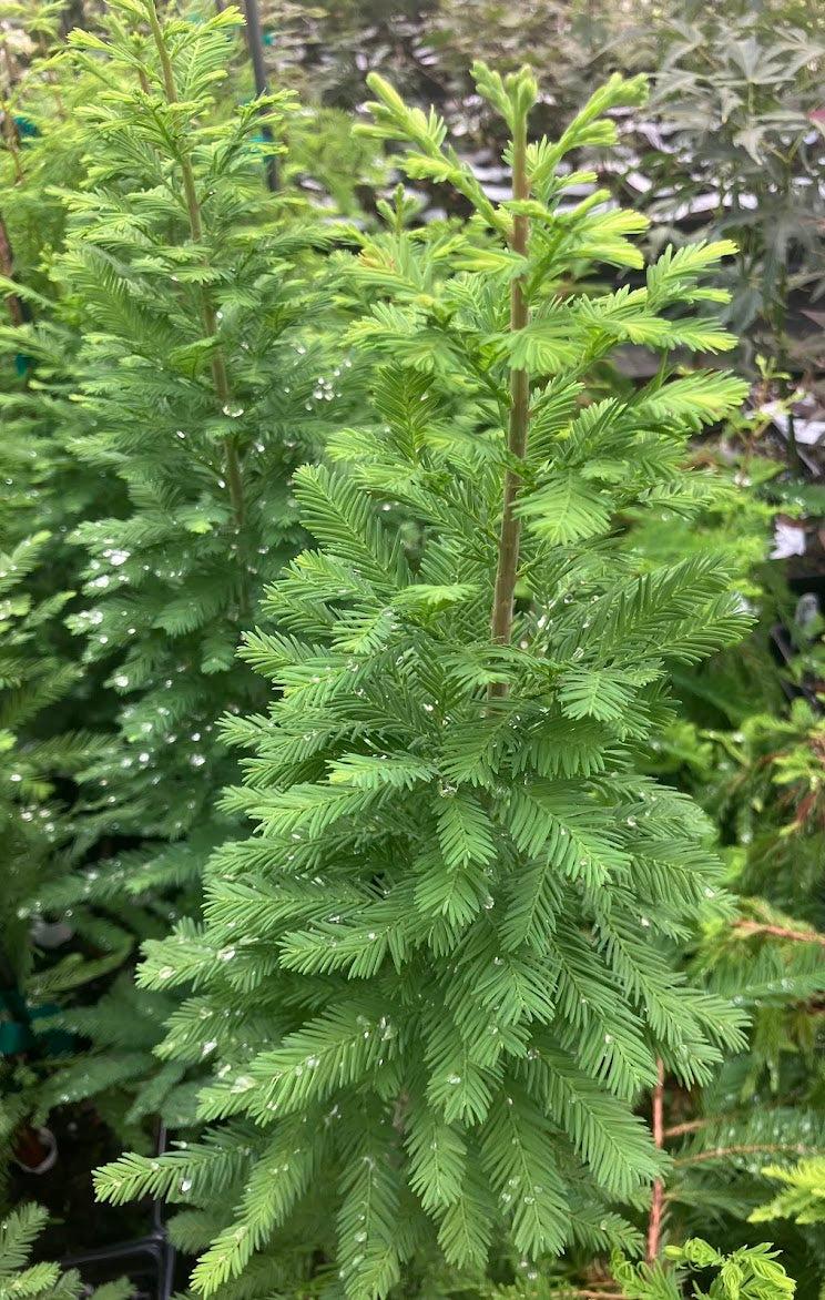 Taxodium Distichum 'peve Minaret' - View 4 from www redcrocus com