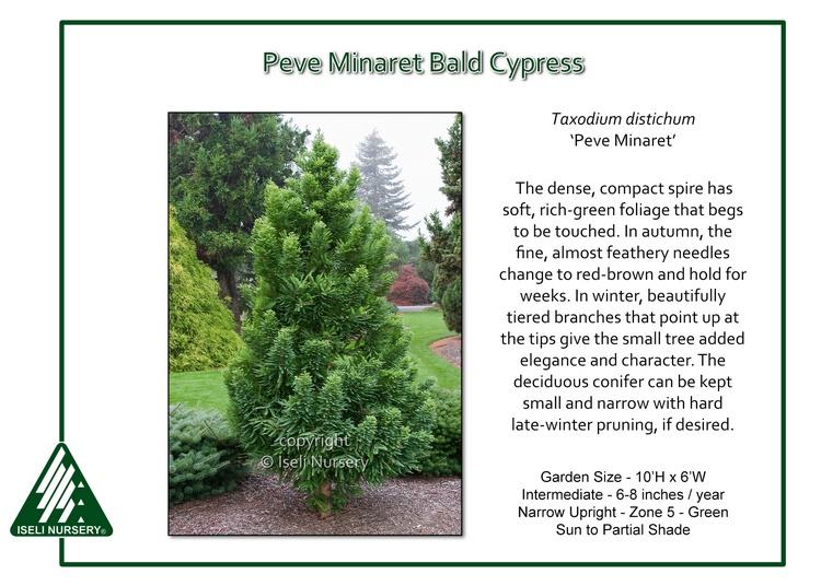 Taxodium Distichum 'peve Minaret' - View 6 from www redcrocus com