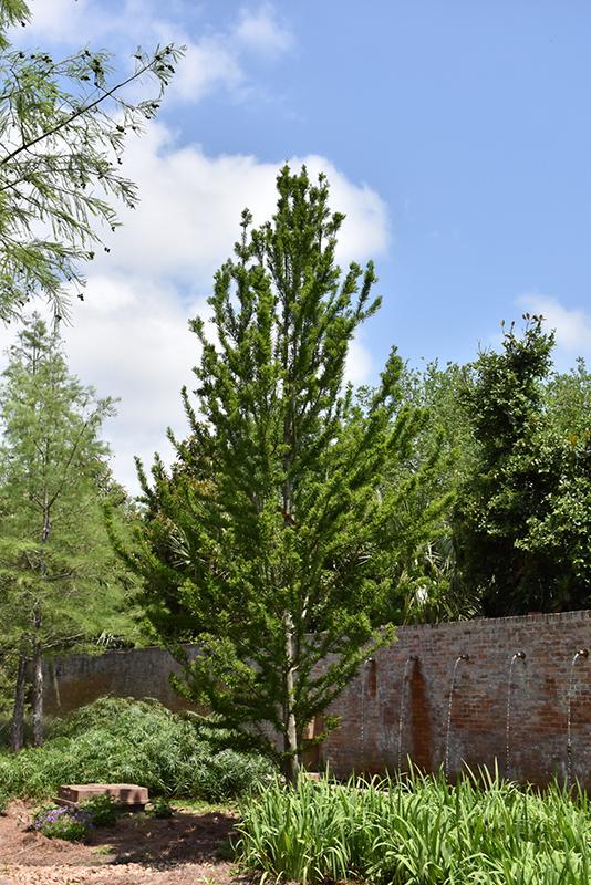 Taxodium Distichum 'peve Minaret' - View 9 from www redcrocus com