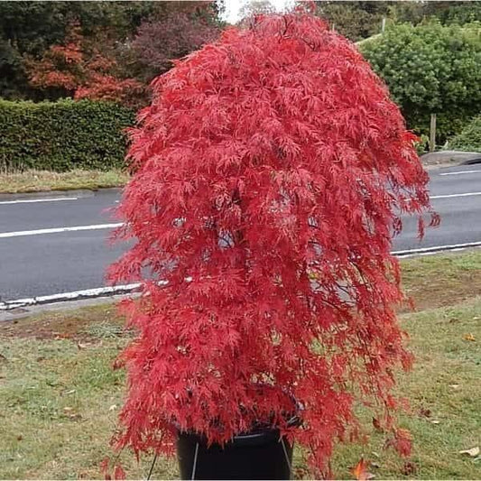 Acer Palmatum Dissectum 'orangeola' - View 10 from www redcrocus com