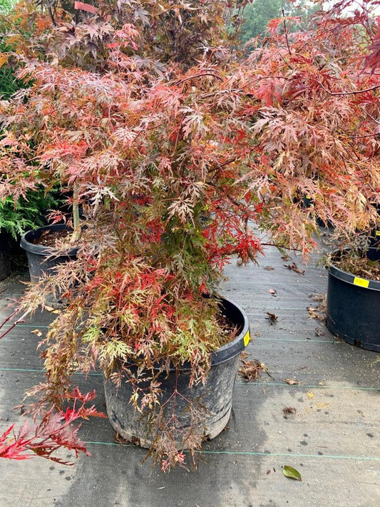 Acer Palmatum Dissectum 'orangeola' - View 11 from www redcrocus com
