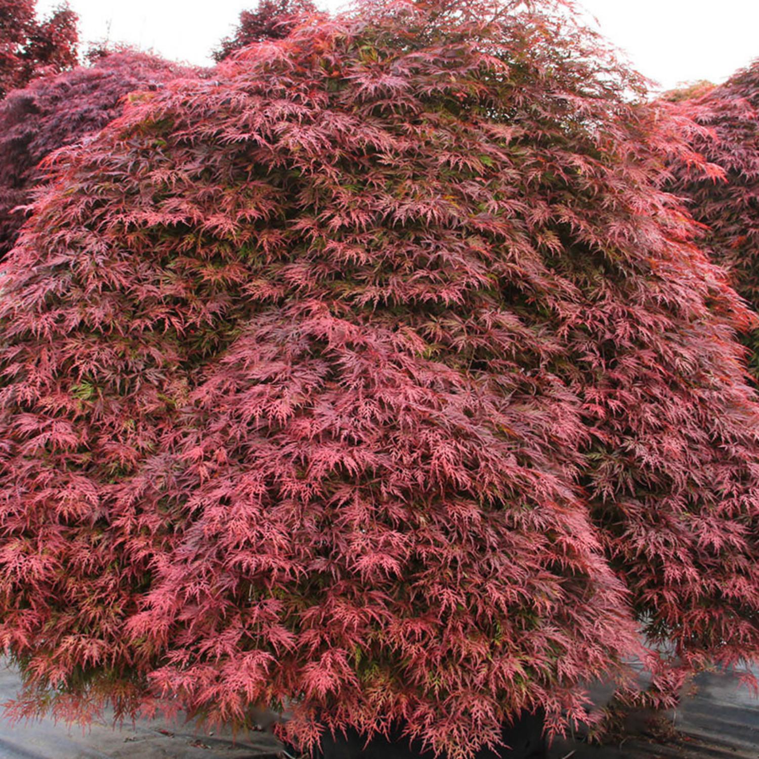 Acer Palmatum Dissectum 'orangeola' - View 6 from www redcrocus com