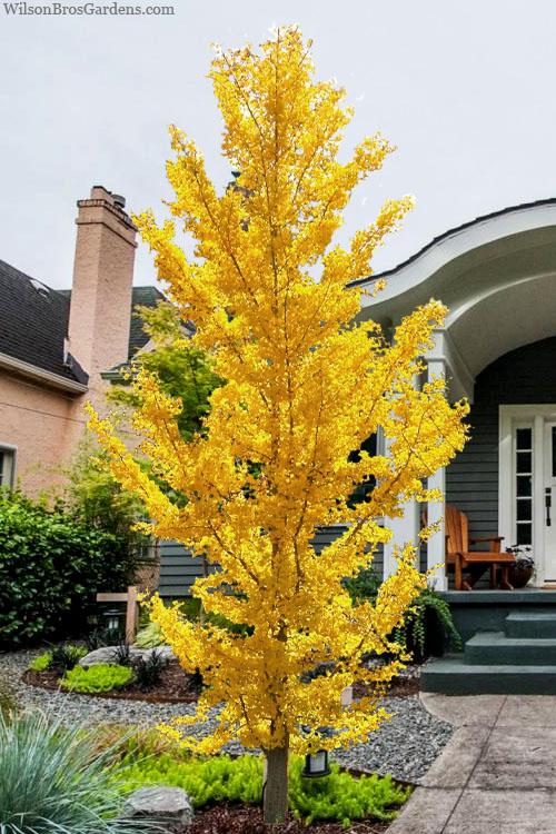 Ginkgo Biloba 'princeton Sentry' Single Stem - View 1 from www redcrocus com