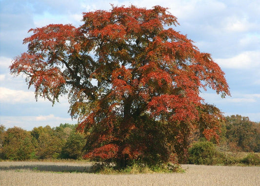 Nyssa Sylvatica - View 10 from www redcrocus com
