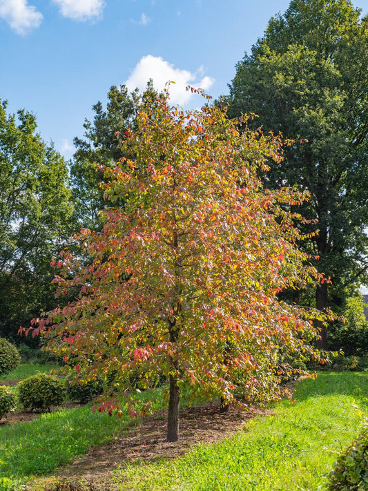 Nyssa Sylvatica - View 1 from www redcrocus com
