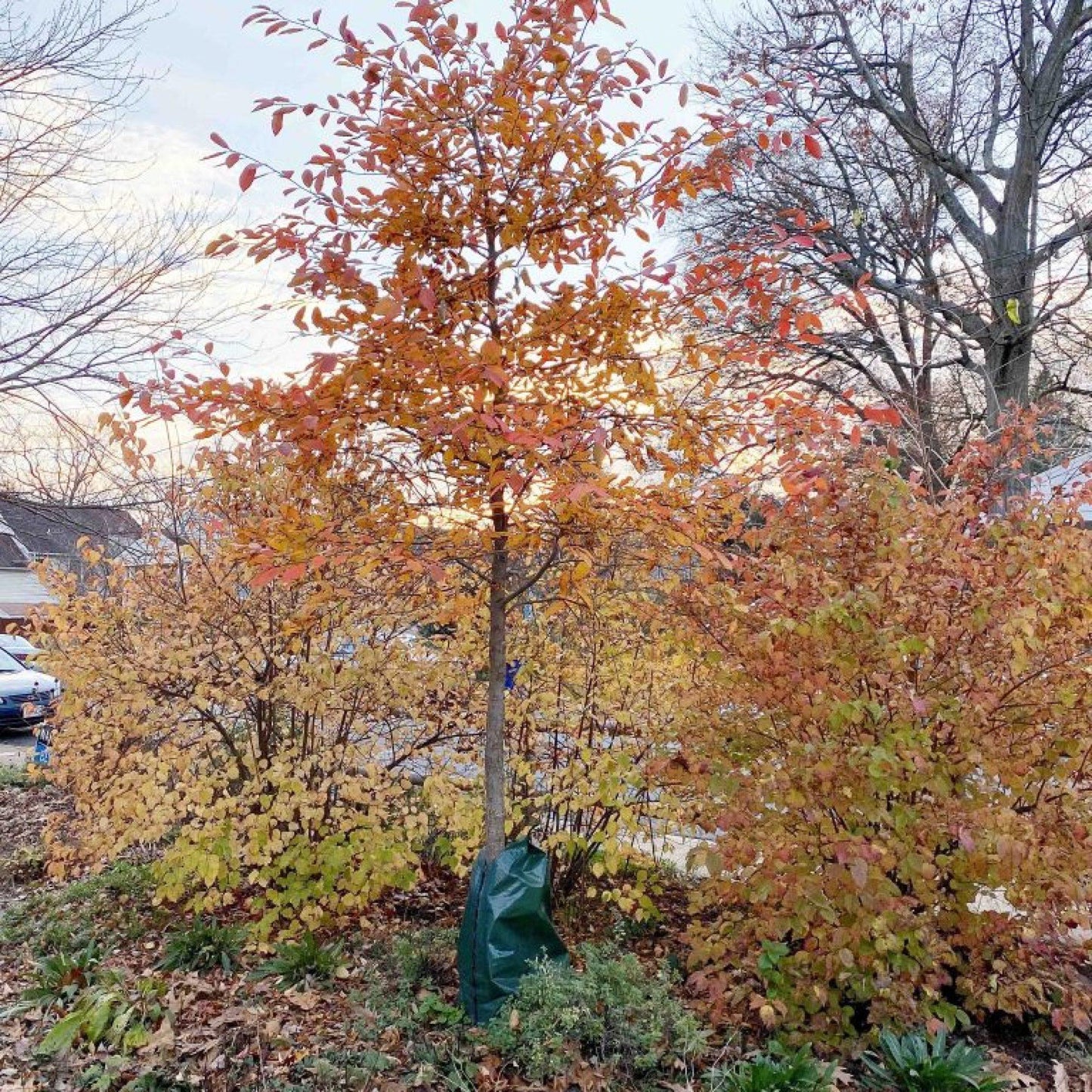 Nyssa Sylvatica - View 20 from www redcrocus com
