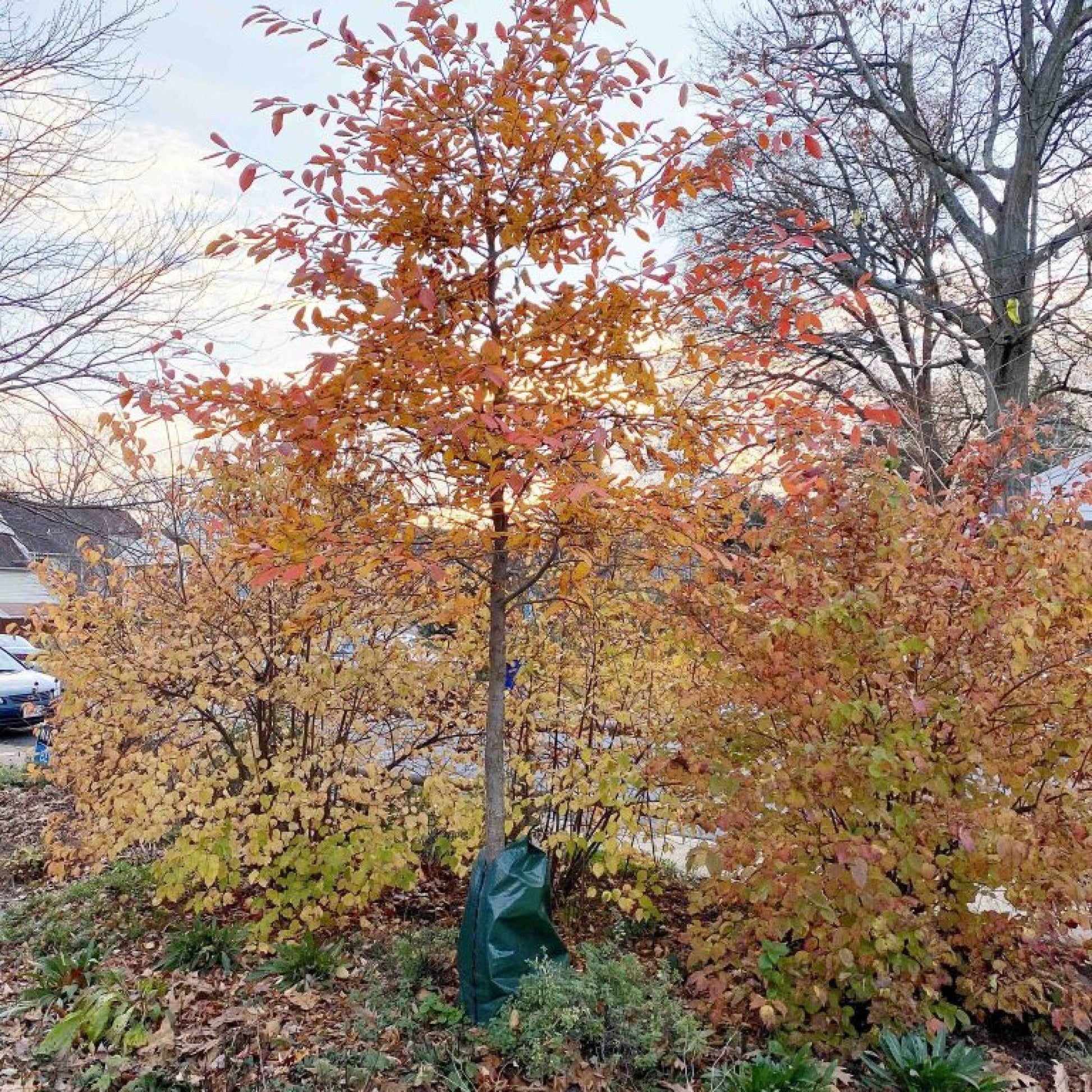 Nyssa Sylvatica - View 20 from www redcrocus com