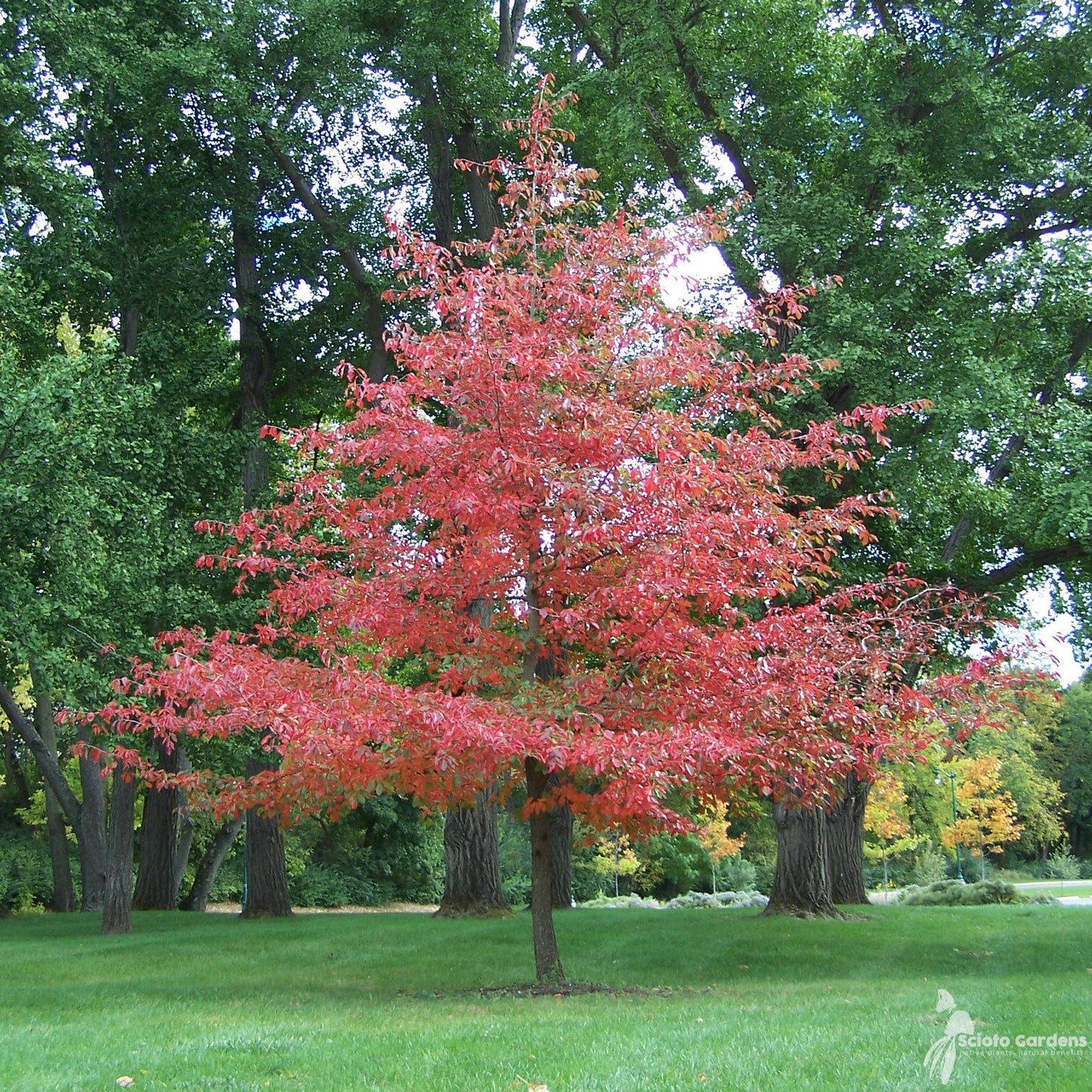 Nyssa Sylvatica - View 23 from www redcrocus com