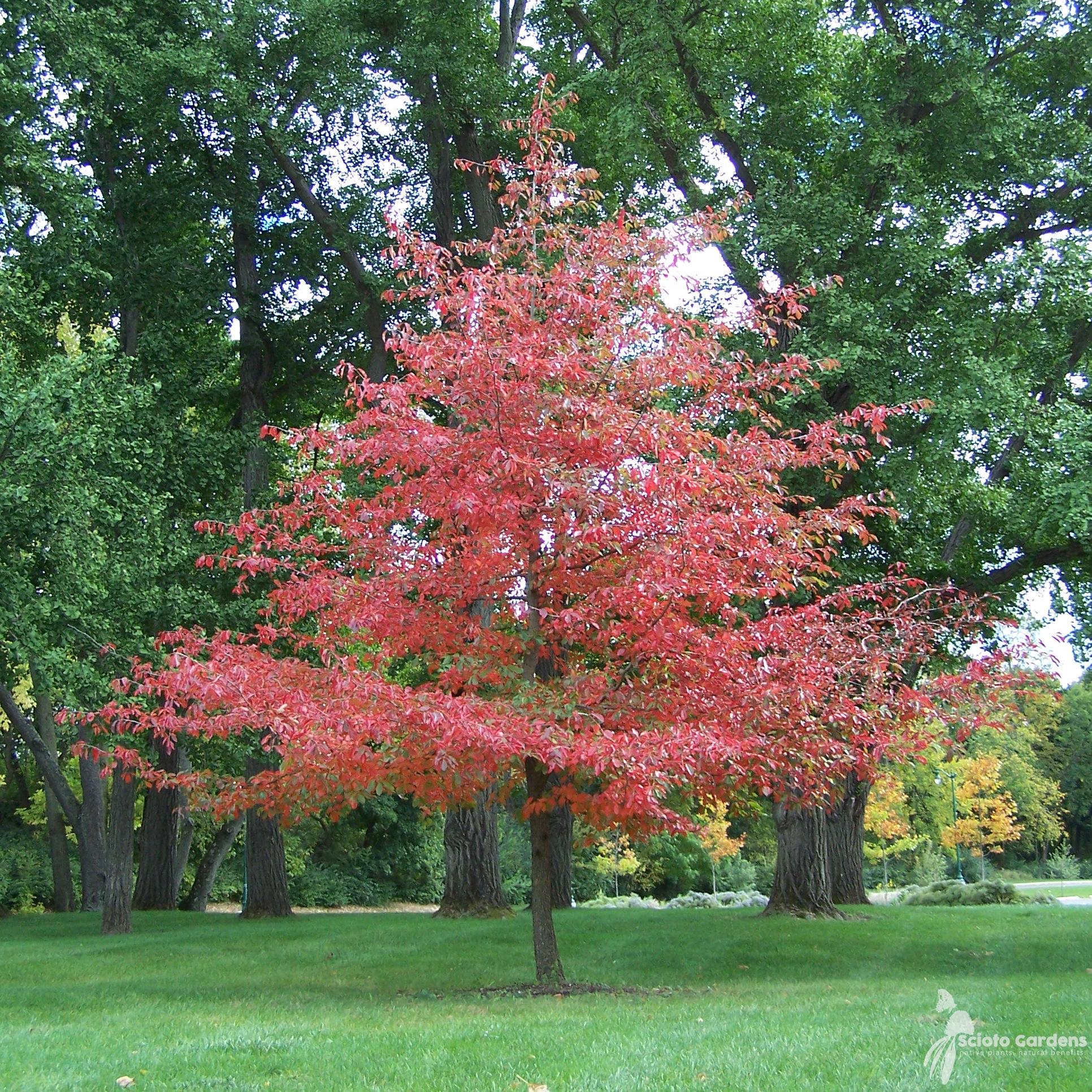 Nyssa Sylvatica - View 23 from www redcrocus com