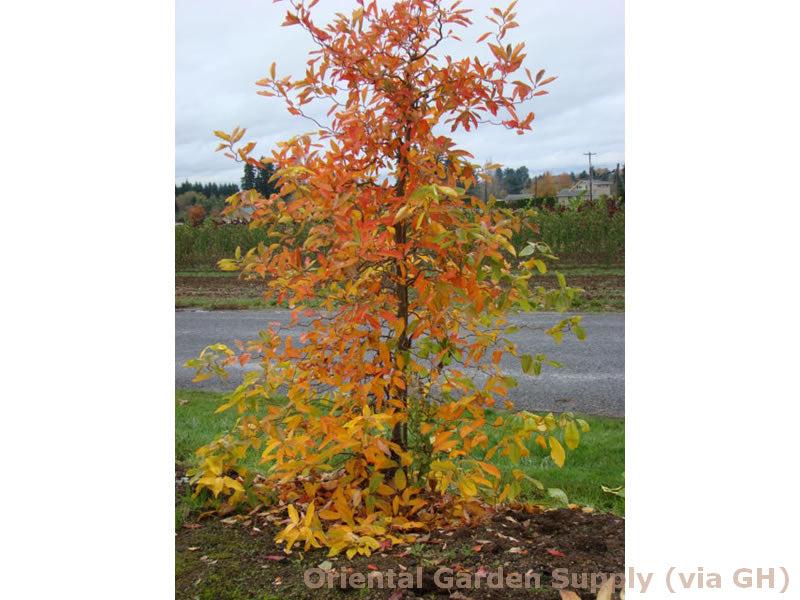 Nyssa Sylvatica - View 33 from www redcrocus com