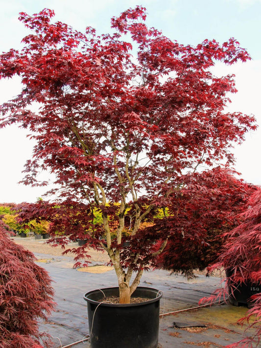Acer Palmatum Bloodgood Screen - View 10 from www redcrocus com
