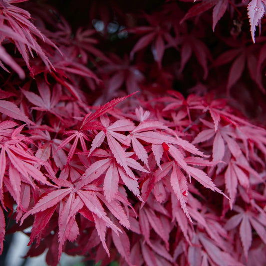 Acer Palmatum Bloodgood Screen - View 1 from www redcrocus com