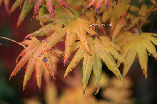 Acer Palmatum Green Star - View 12 from www redcrocus com