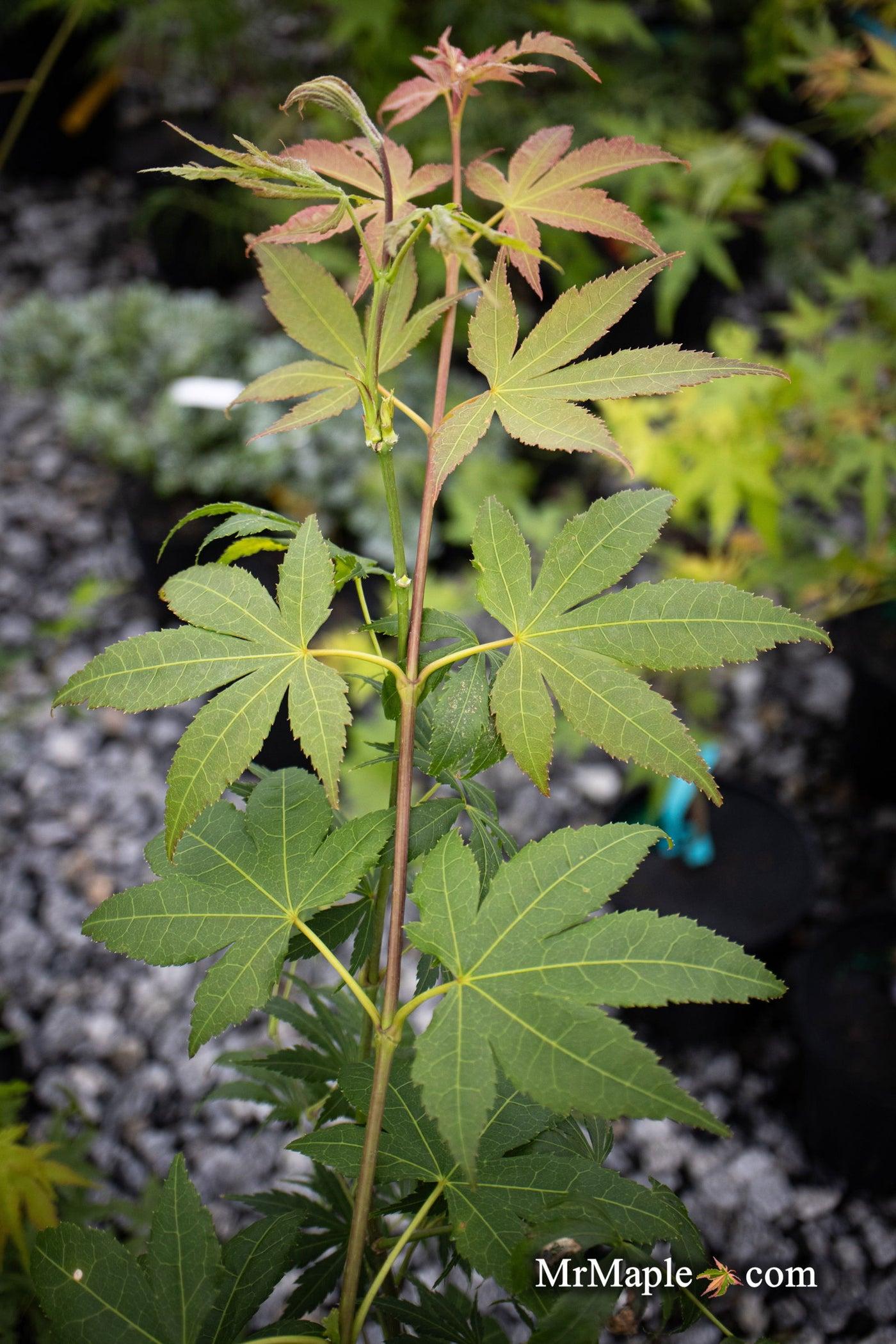 Acer Palmatum Green Star - View 4 from www redcrocus com