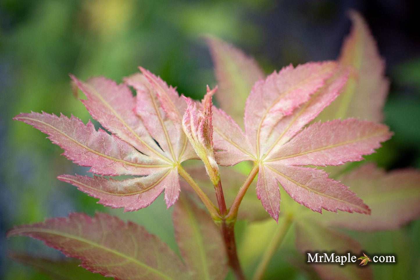 Acer Palmatum Green Star - View 6 from www redcrocus com