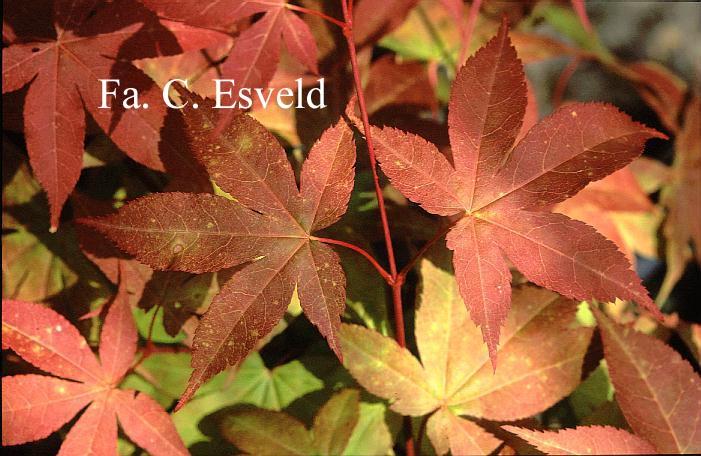 Acer Palmatum Green Star - View 9 from www redcrocus com