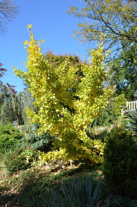 Ginkgo Biloba Spring Grove Single Stem - View 10 from www redcrocus com