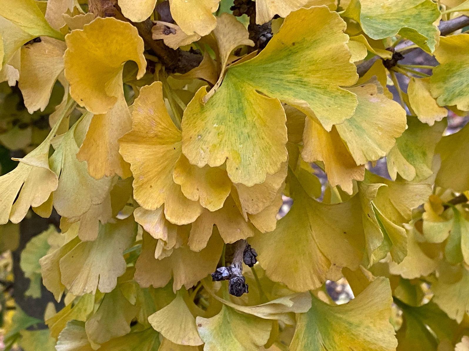 Ginkgo Biloba Spring Grove Single Stem - View 11 from www redcrocus com