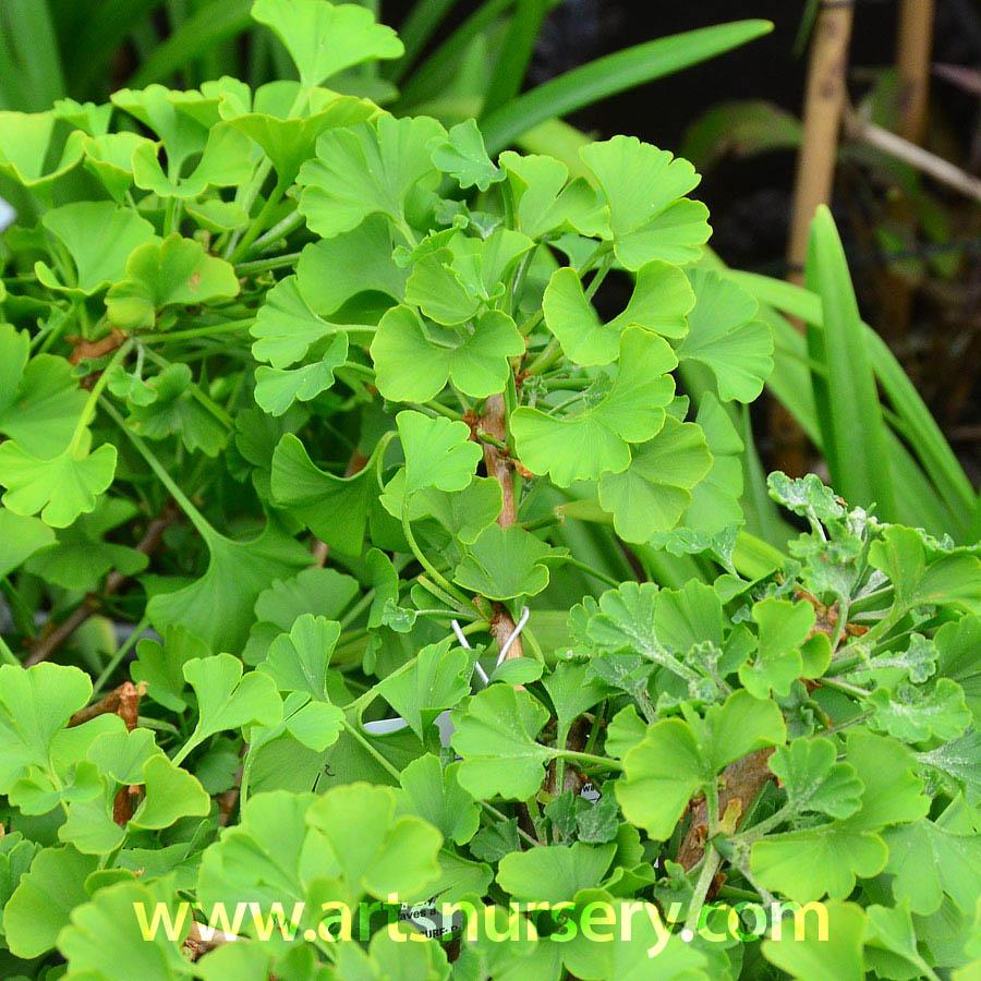 Ginkgo Biloba Spring Grove Single Stem - View 13 from www redcrocus com