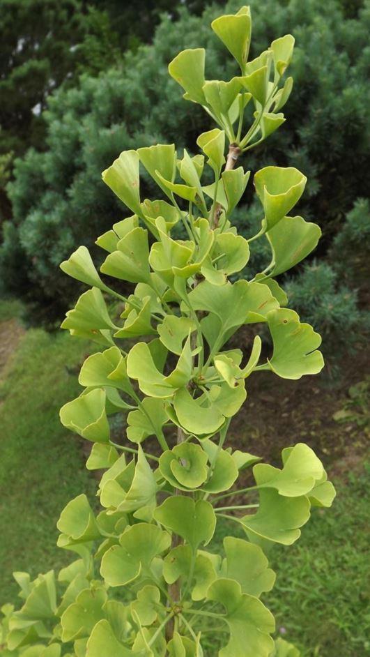 Ginkgo Biloba Spring Grove Single Stem - View 1 from www redcrocus com