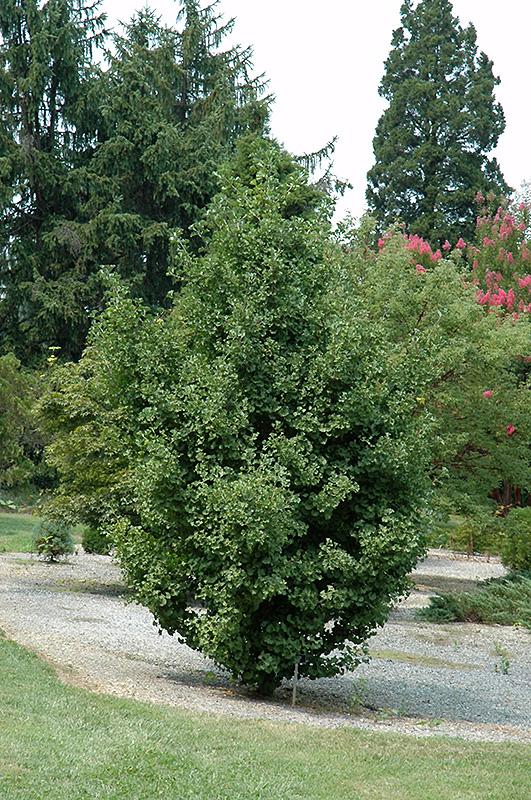 Ginkgo Biloba Spring Grove Single Stem - View 3 from www redcrocus com