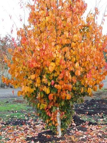 Parrotia Perisica 'vanessa' - View 13 from www redcrocus com