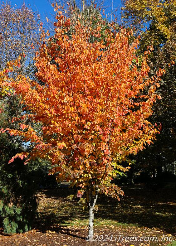 Parrotia Perisica 'vanessa' - View 22 from www redcrocus com