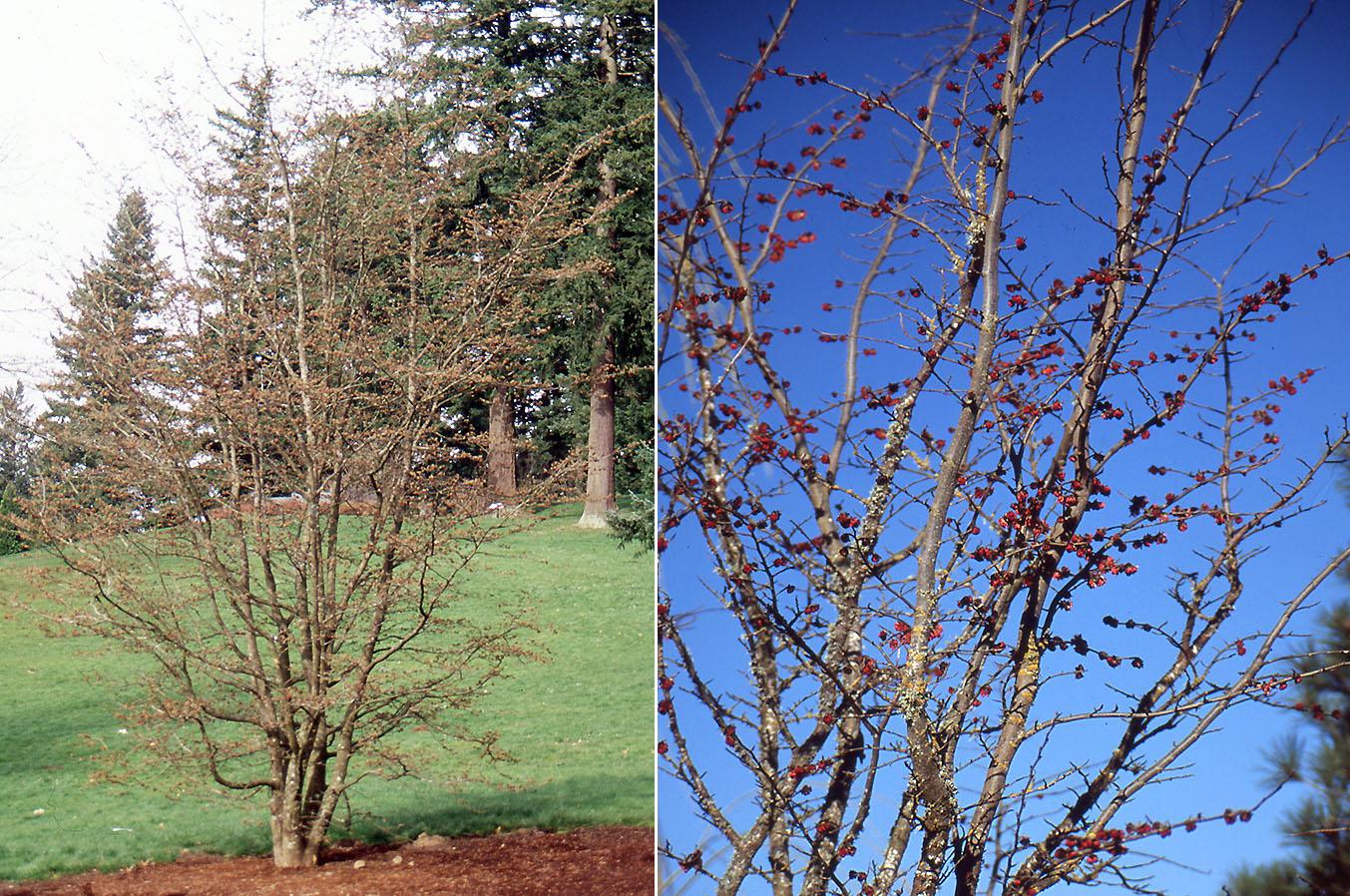 Parrotia Perisica 'vanessa' - View 27 from www redcrocus com