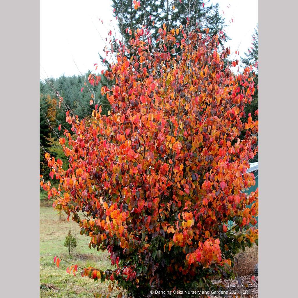 Parrotia Perisica 'vanessa' - View 2 from www redcrocus com