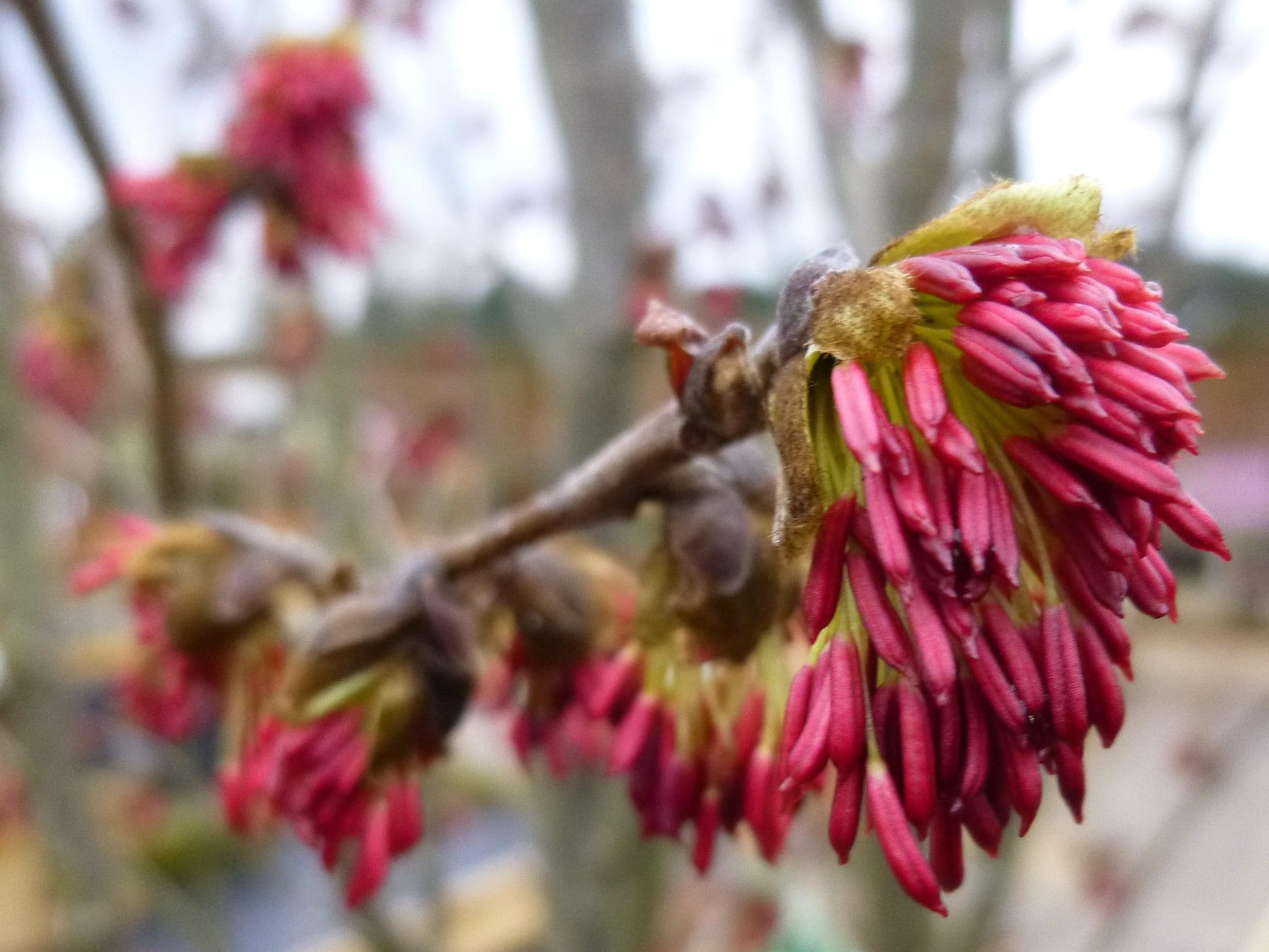 Parrotia Perisica 'vanessa' - View 30 from www redcrocus com