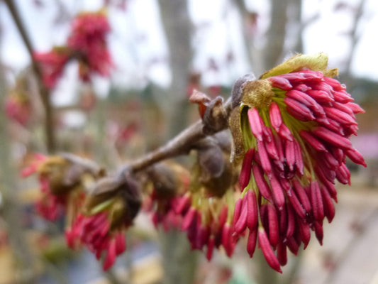 Parrotia Perisica 'vanessa' - View 30 from www redcrocus com