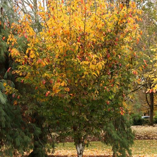 Parrotia Perisica 'vanessa' - View 31 from www redcrocus com