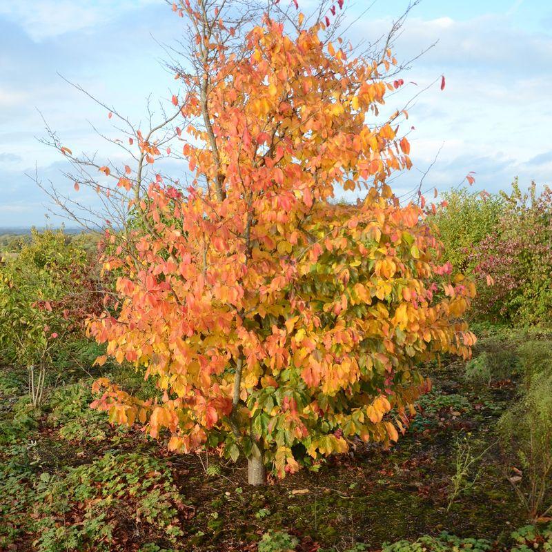 Parrotia Perisica 'vanessa' - View 34 from www redcrocus com