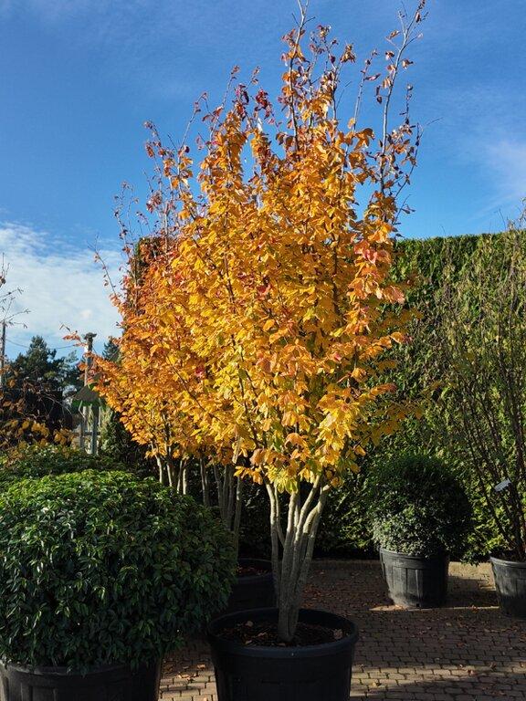 Parrotia Perisica 'vanessa' - View 36 from www redcrocus com