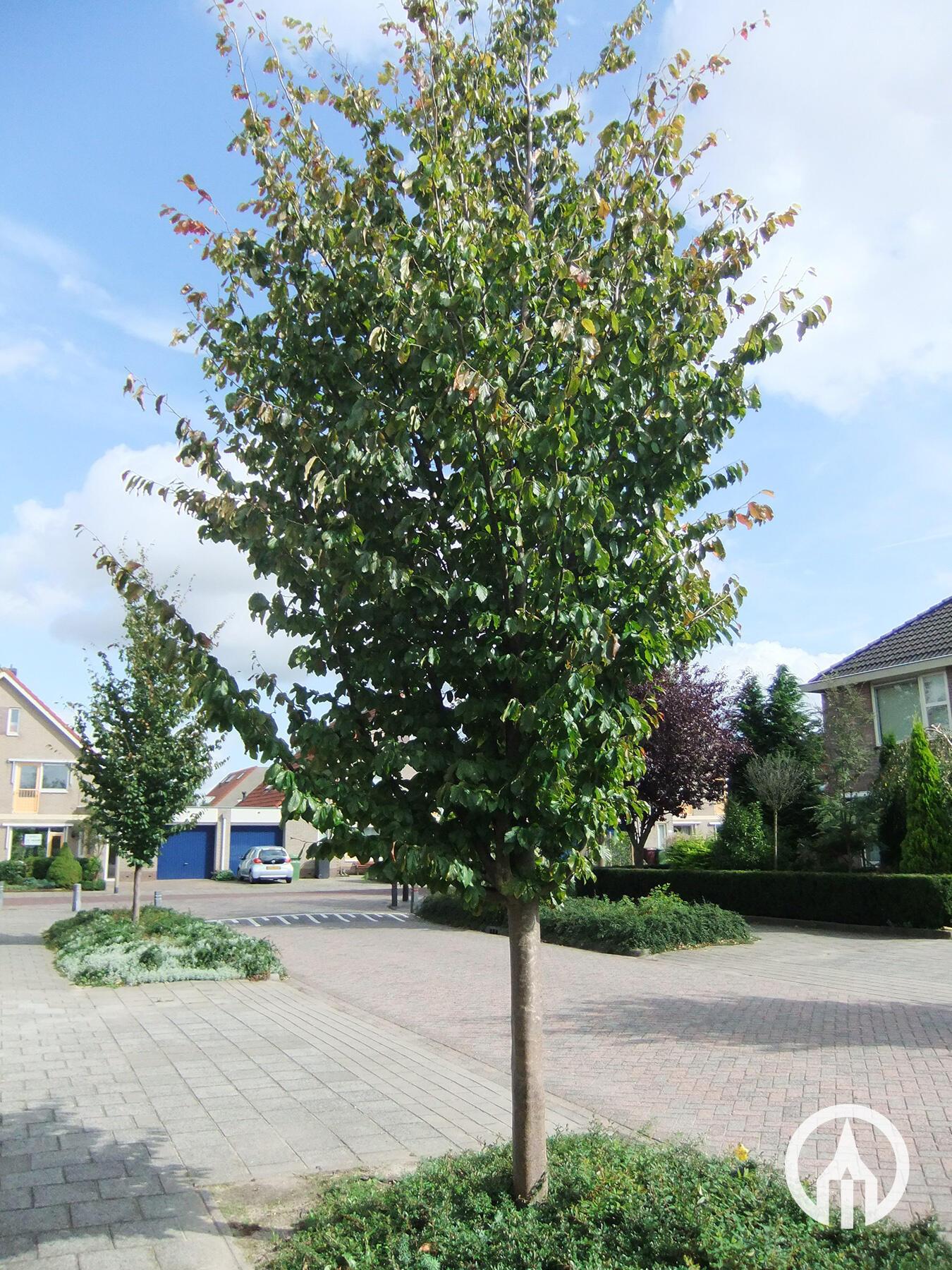Parrotia Perisica 'vanessa' - View 37 from www redcrocus com