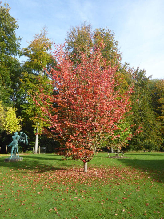 Parrotia Perisica 'vanessa' - View 4 from www redcrocus com