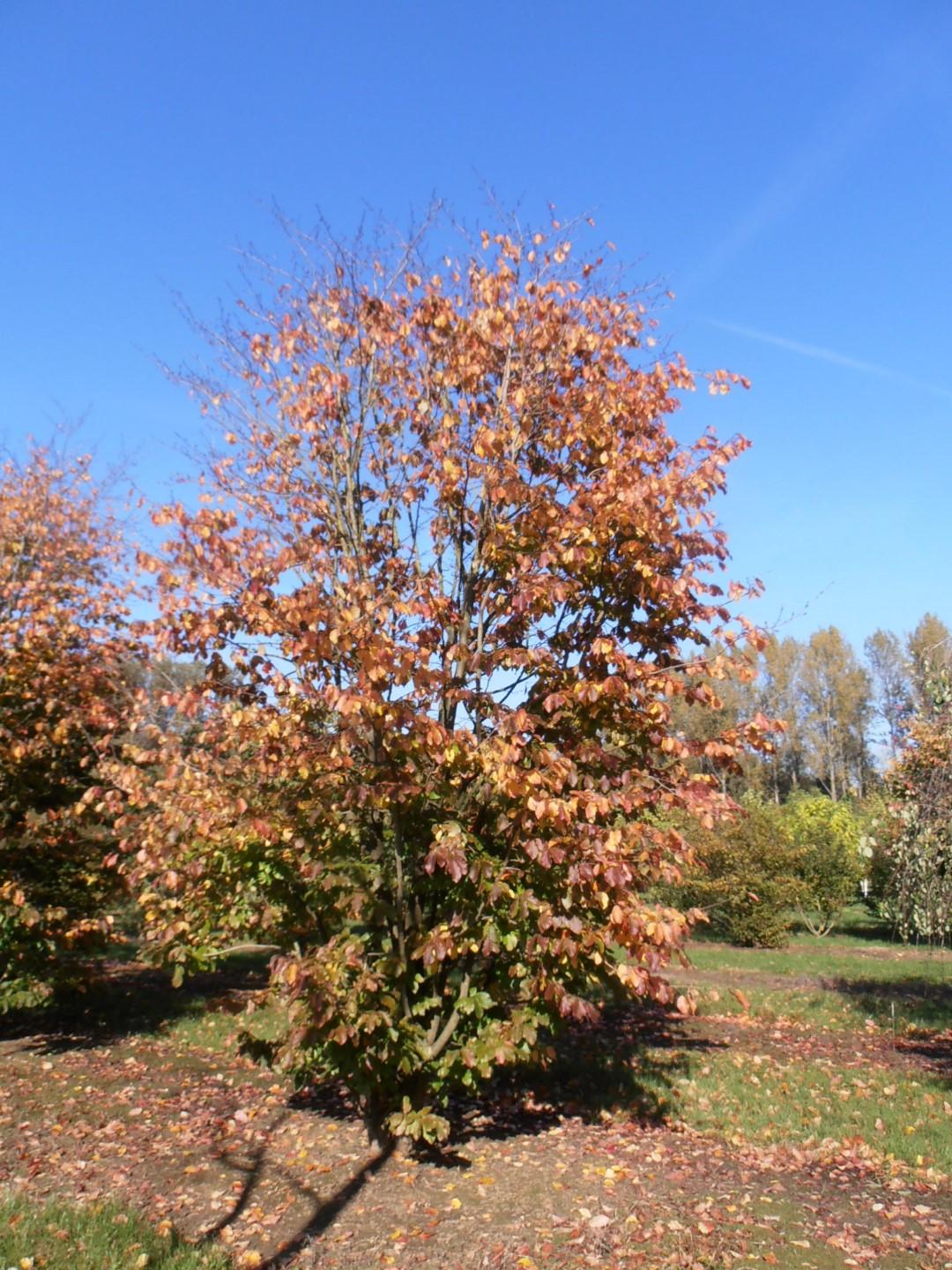 Parrotia Perisica 'vanessa' - View 7 from www redcrocus com