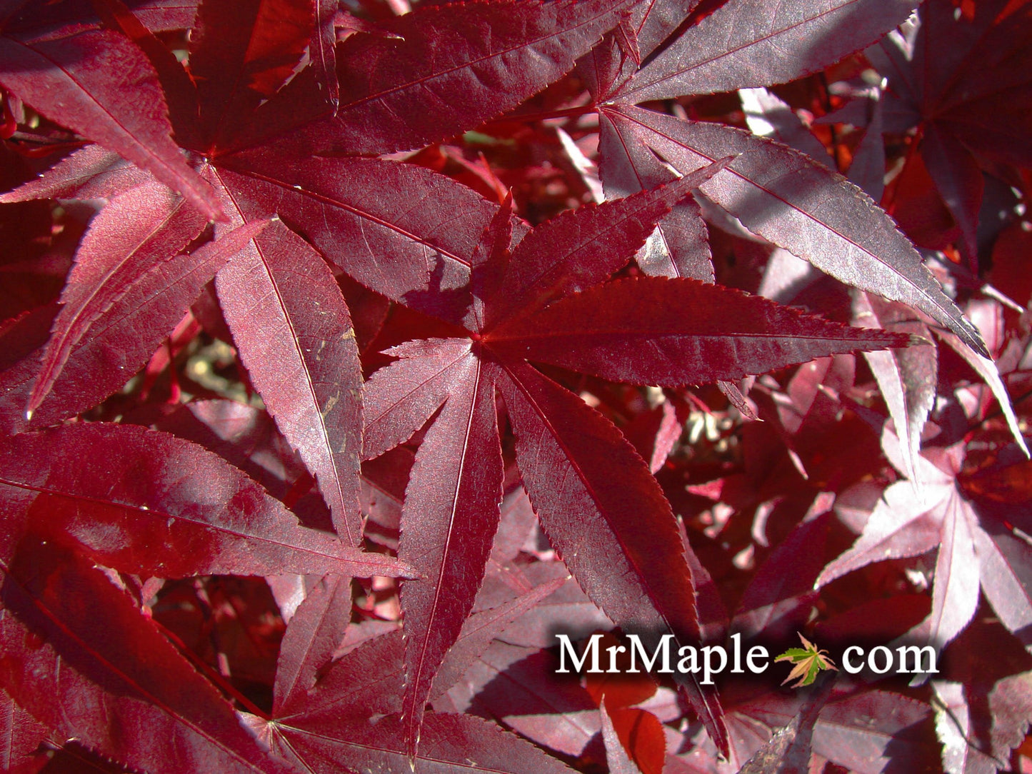 Acer Palmatum Emperor 1 - View 8 from www redcrocus com