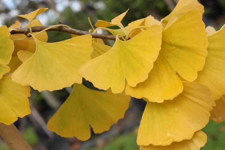 Ginkgo Biloba Autumn Gold Single Stem - View 19 from www redcrocus com