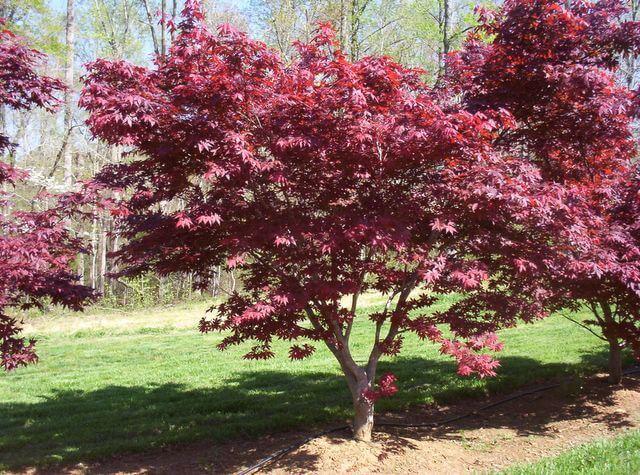 Acer Palmatum Emperor 1 - View 11 from www redcrocus com