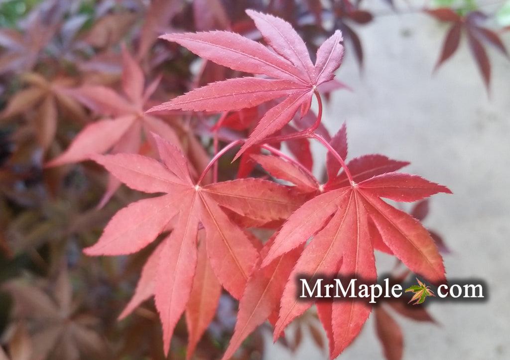 Acer Palmatum Emperor 1 - View 17 from www redcrocus com