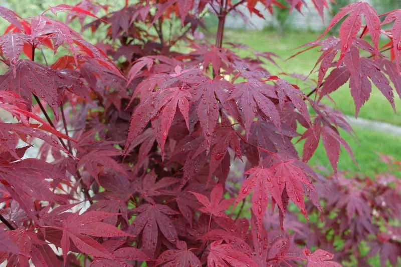 Acer Palmatum Emperor 1 - View 7 from www redcrocus com