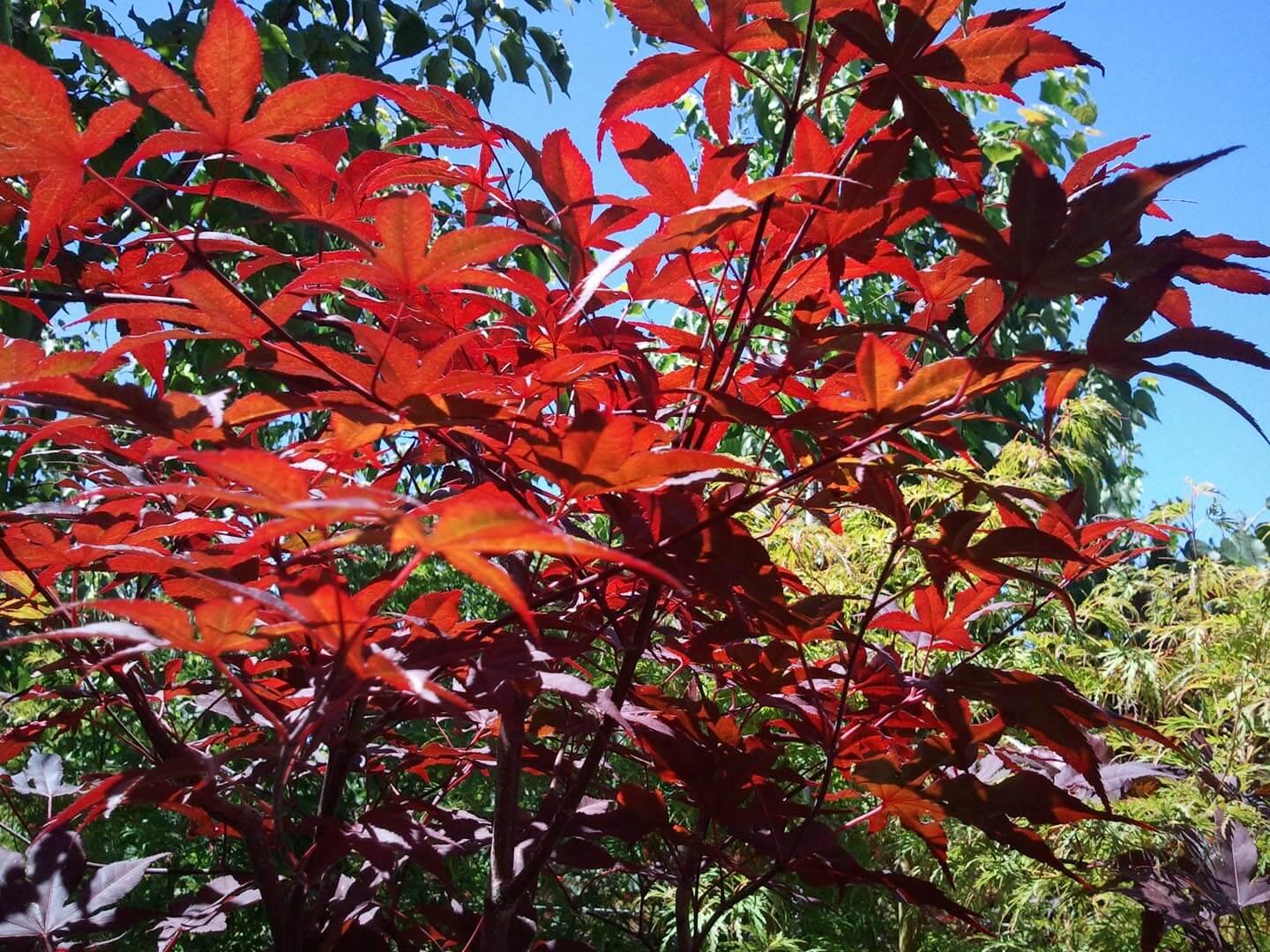 Acer Palmatum Emperor 1 - View 8 from www redcrocus com