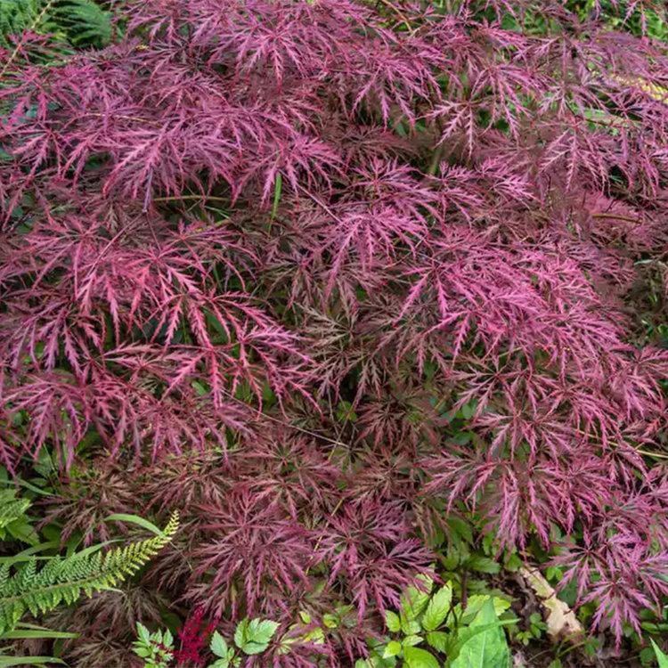 Acer Palmatum Dissectum Crimson Queen - View 10 from www redcrocus com
