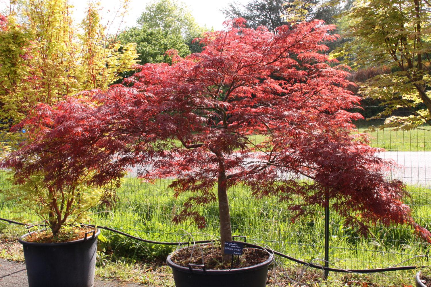 Acer Palmatum Dissectum Crimson Queen - View 11 from www redcrocus com
