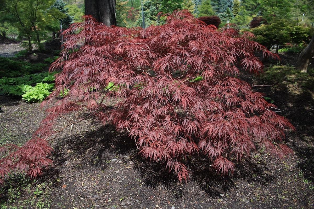 Acer Palmatum Dissectum Crimson Queen - View 12 from www redcrocus com