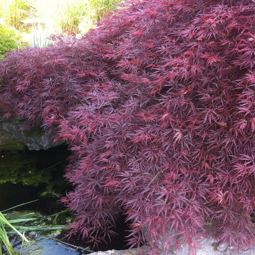 Acer Palmatum Dissectum Crimson Queen - View 13 from www redcrocus com