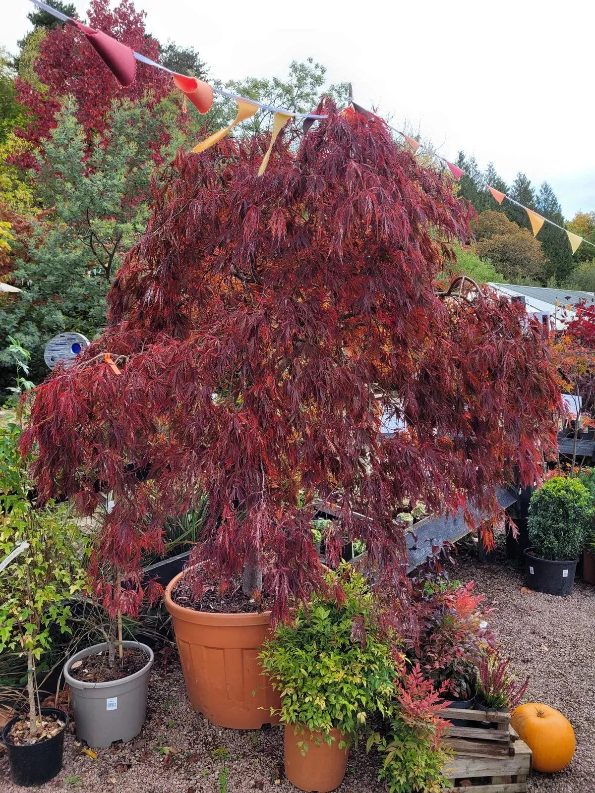 Acer Palmatum Dissectum Crimson Queen - View 14 from www redcrocus com